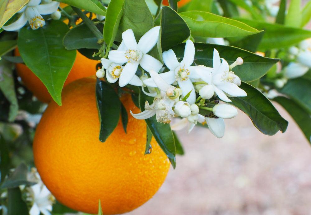 Naturals together | A la découverte de la fleur d'oranger du Maroc - Mizensir.ch