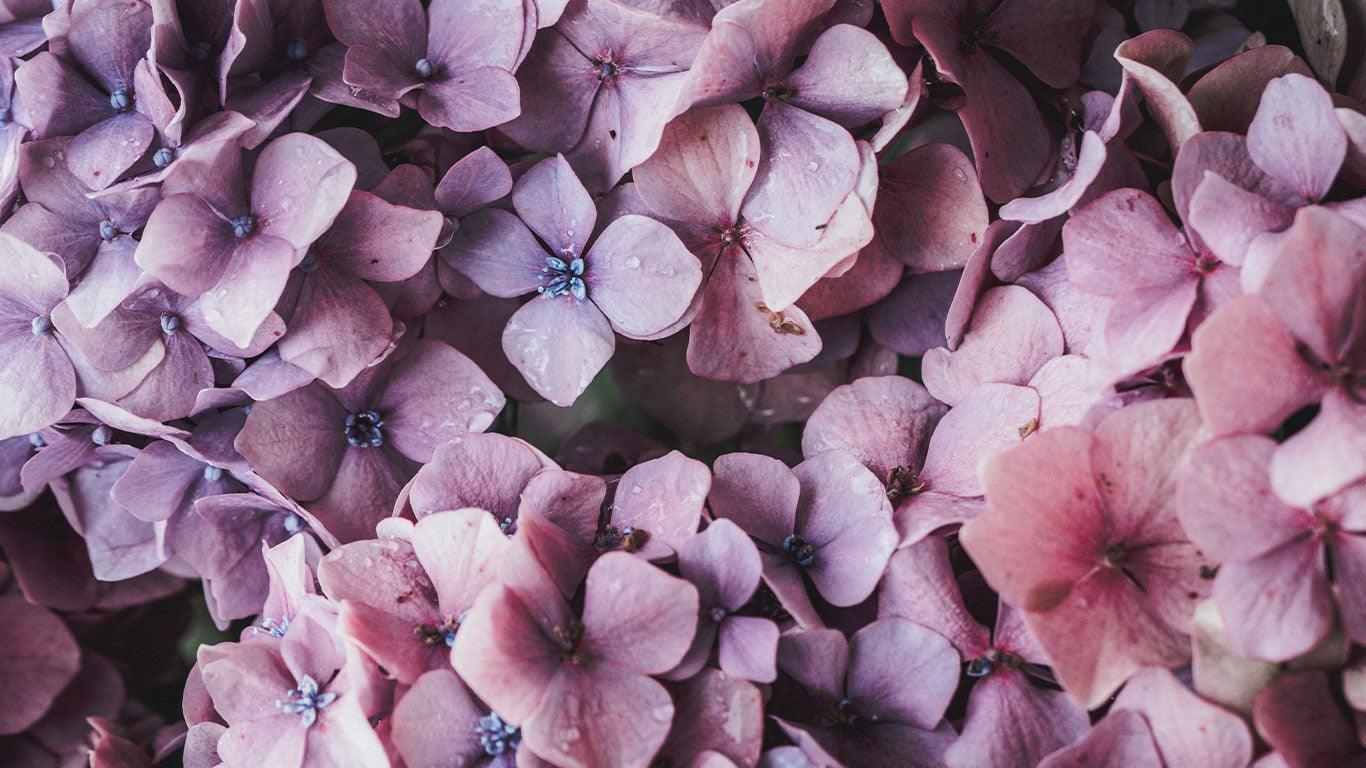 Les senteurs florales