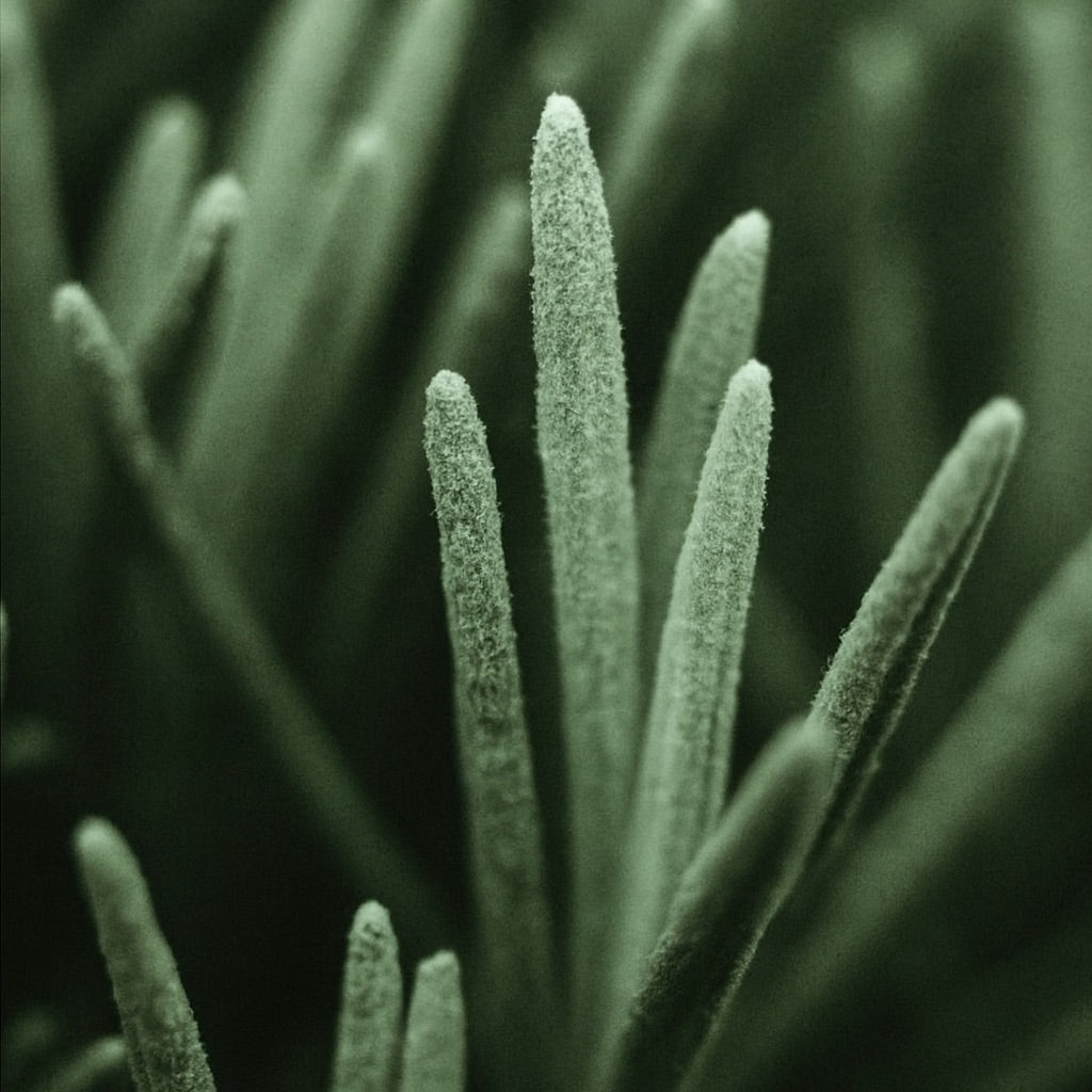 Brin de Romarin | Bougie parfumée