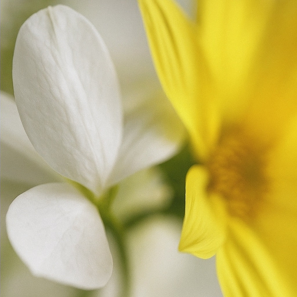 Château de Sable | Edition limitée