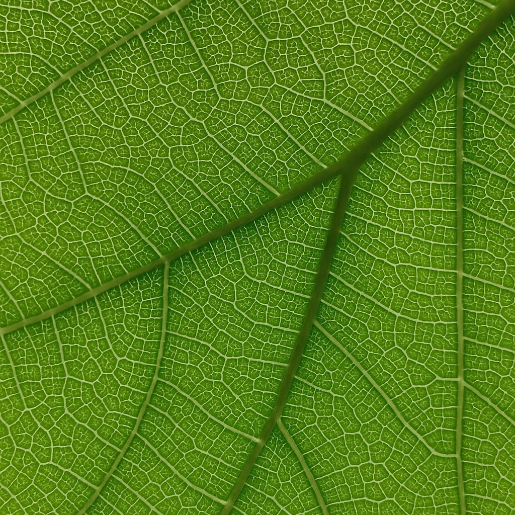 Figuier de Sicile | Edition limitée