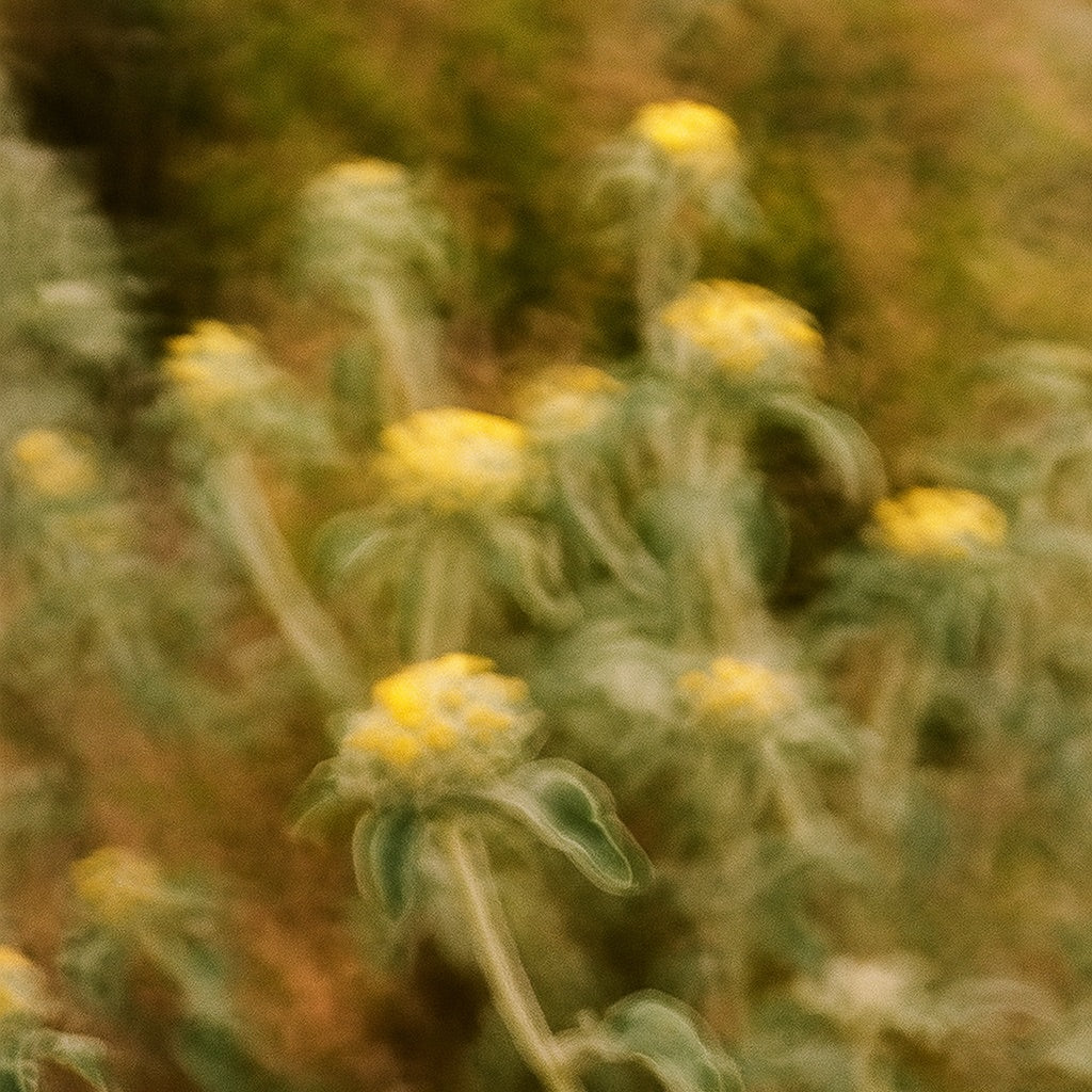 Fleur d'Eté | Parfum d'ambiance