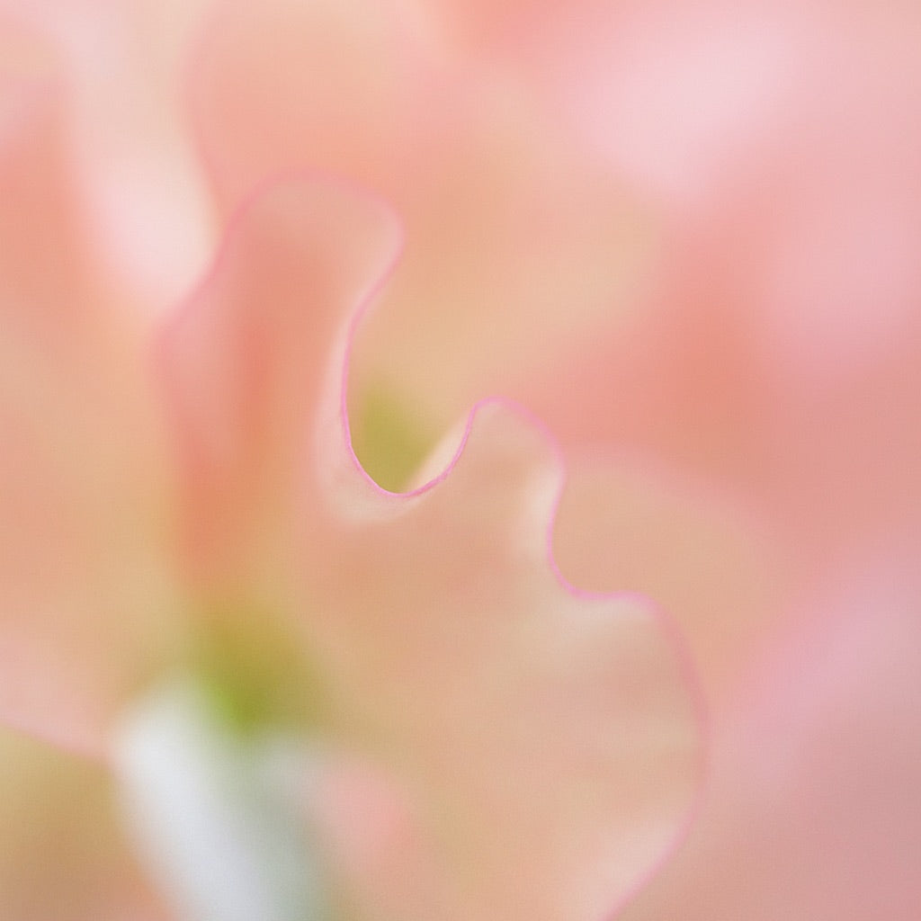 Forêt de Roses | Mini Bougie parfumée