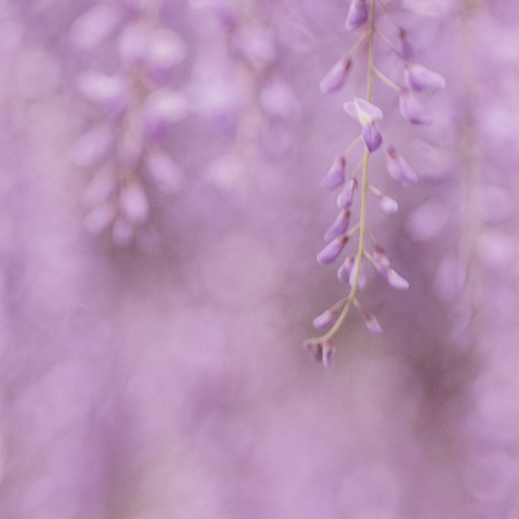 Glycine du Japon | Grande Bougie parfumée