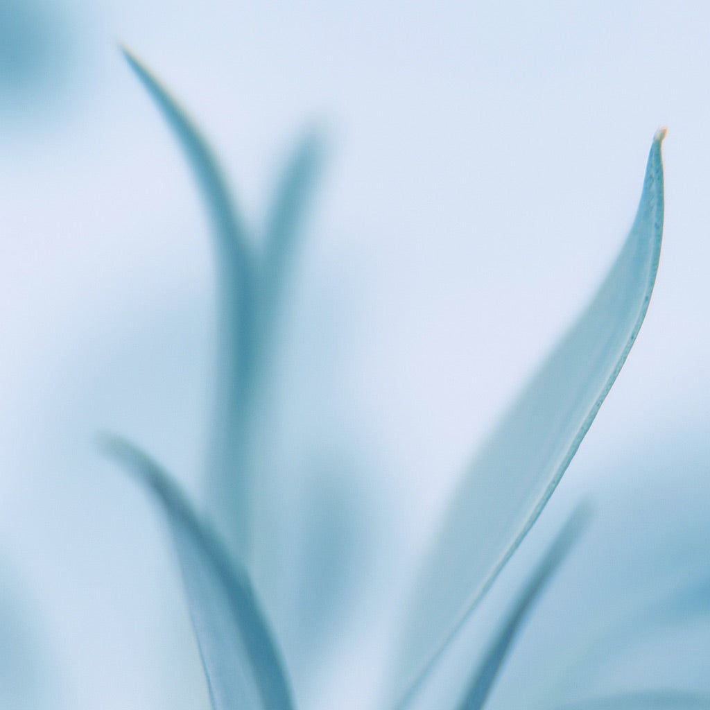 Héliotrope Bleue | Bougie parfumée