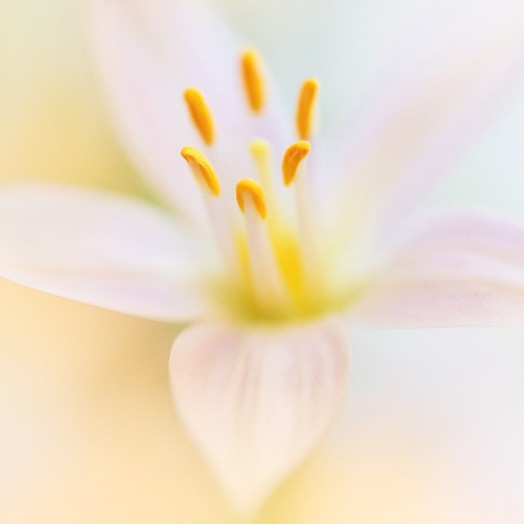 Jasmin Indien | Grande Bougie parfumée