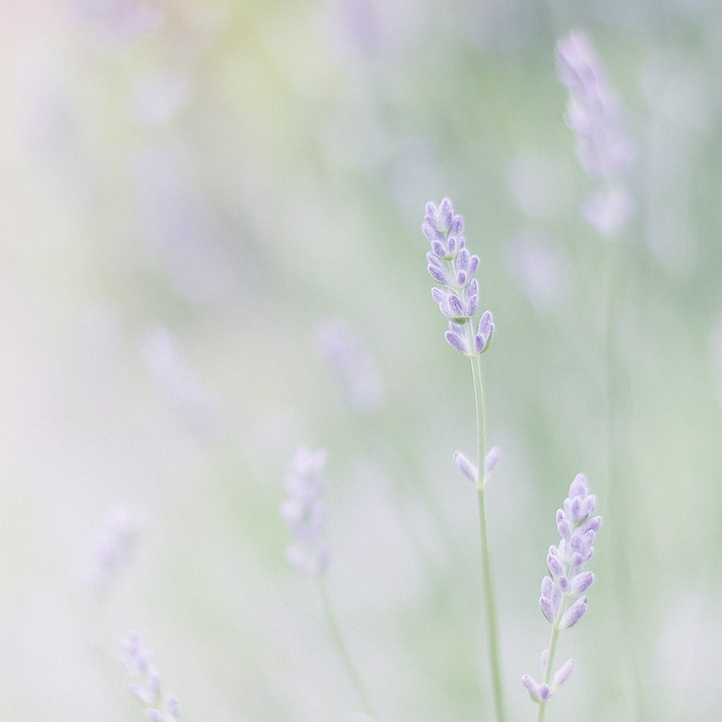 Lavande et Myrte | Parfum d'ambiance