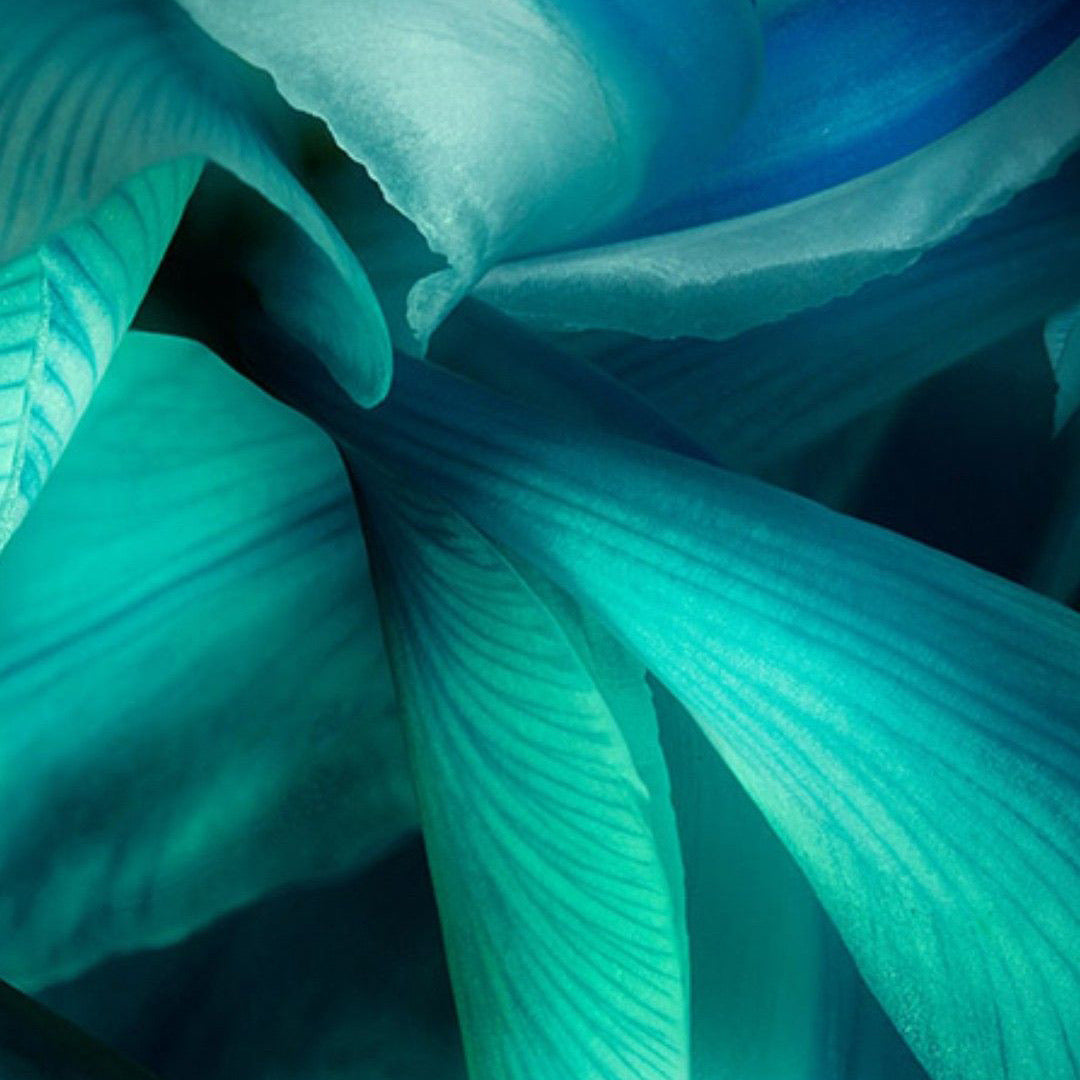 Lys et Jacinthe | Parfum d'ambiance