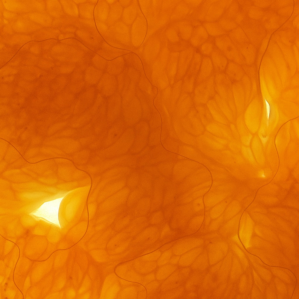 Mandarine Givrée | Grande Bougie parfumée