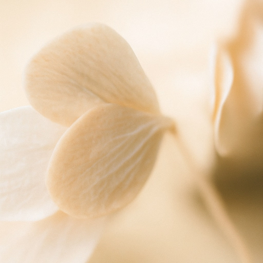 Méditerranéo | Parfum d'ambiance