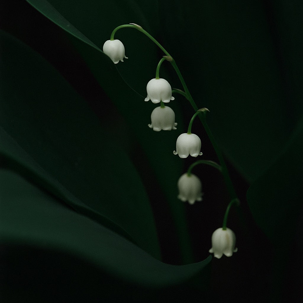 Muguet de Mai | Grande Bougie parfumée