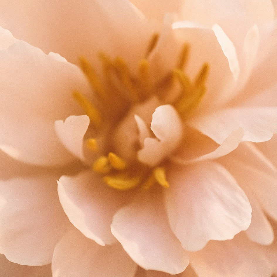 Nuit de Bohème | Bougie parfumée