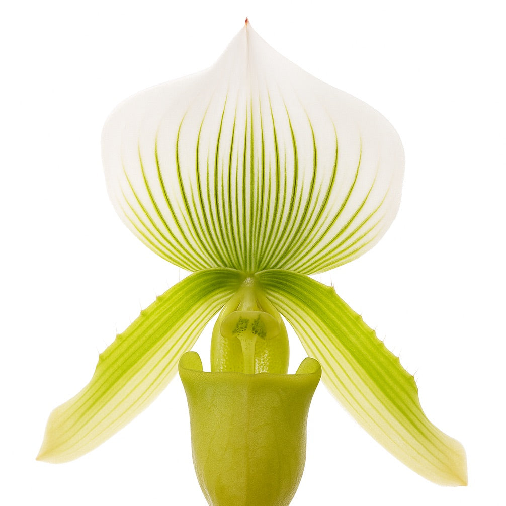 Orchidée Chocolat | Grande Bougie parfumée