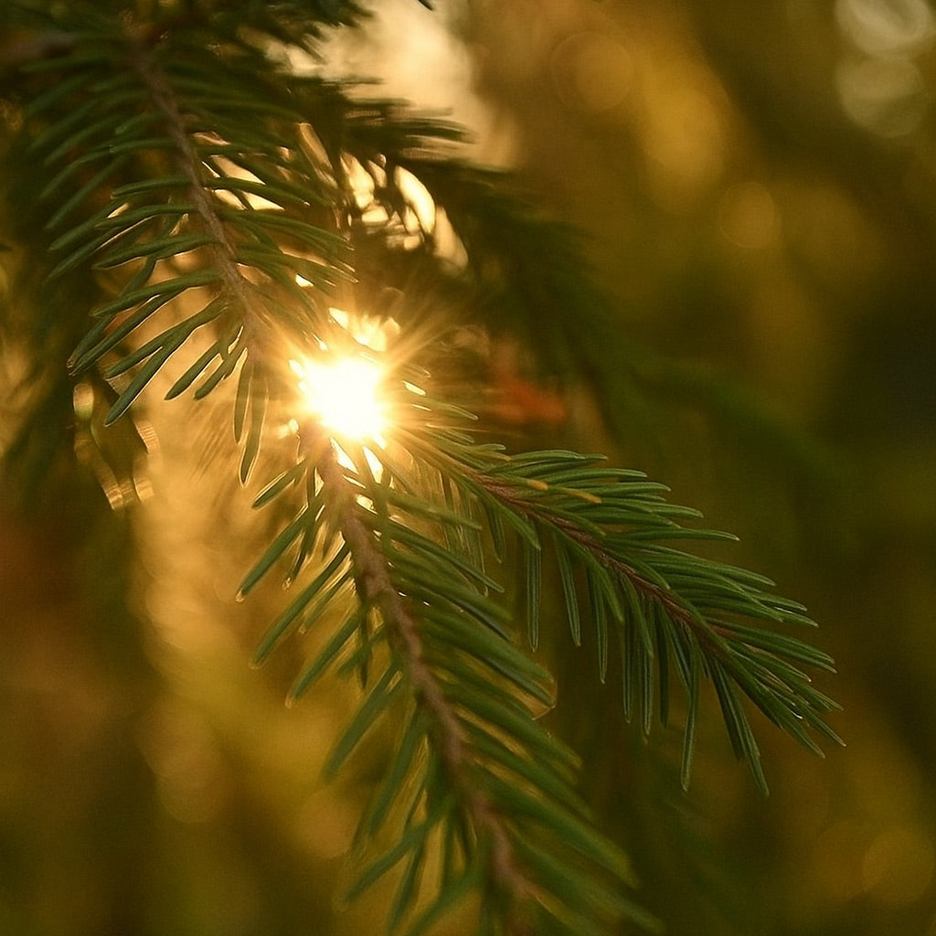 Pin Solaire | Bougie parfumée