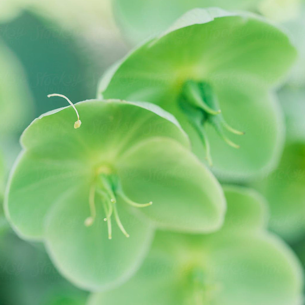 Rose de Noël | Mini Bougie parfumée