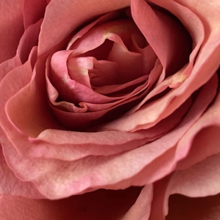 Rose des Jardins | Bougie parfumée