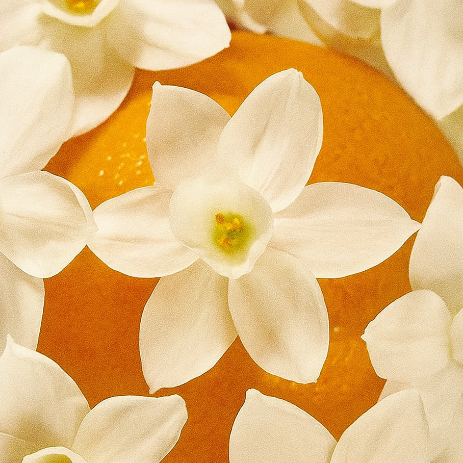 Soleil d'Eté | Bougie parfumée