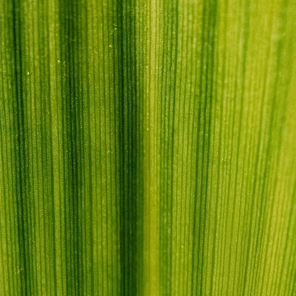 Trèfle Sauvage | Mini Bougie parfumée