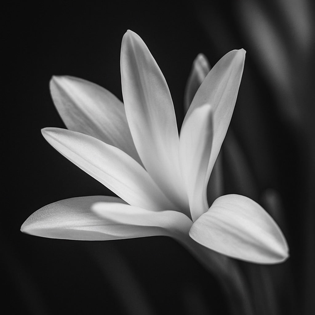 Tubéreuse Blanche | Parfum d'ambiance