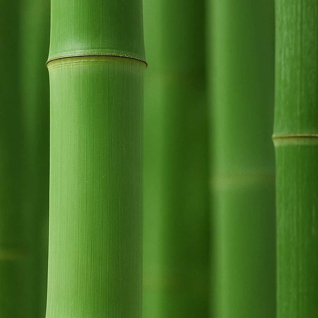 Vert Bambou | Grande Bougie parfumée