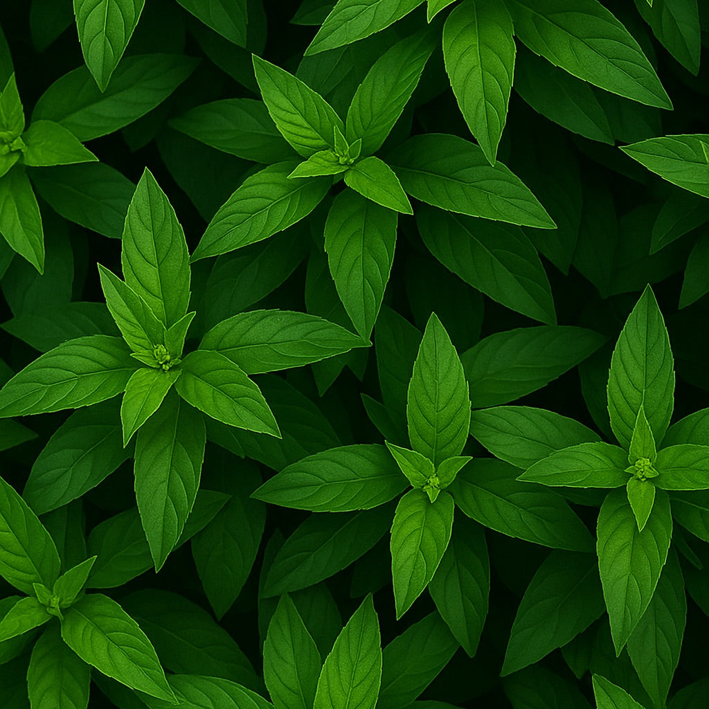 Verveine Menthe | Mini Bougie parfumée
