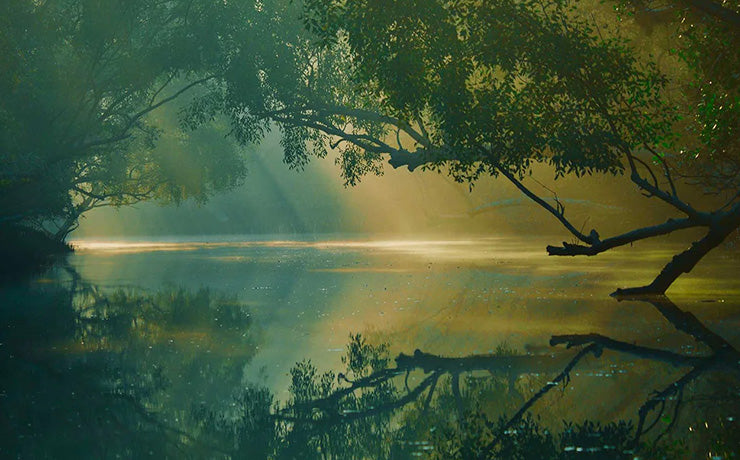 Paysage naturel avec arbres tropicaux d'où l'on extrait l'essence précieuse de oud.