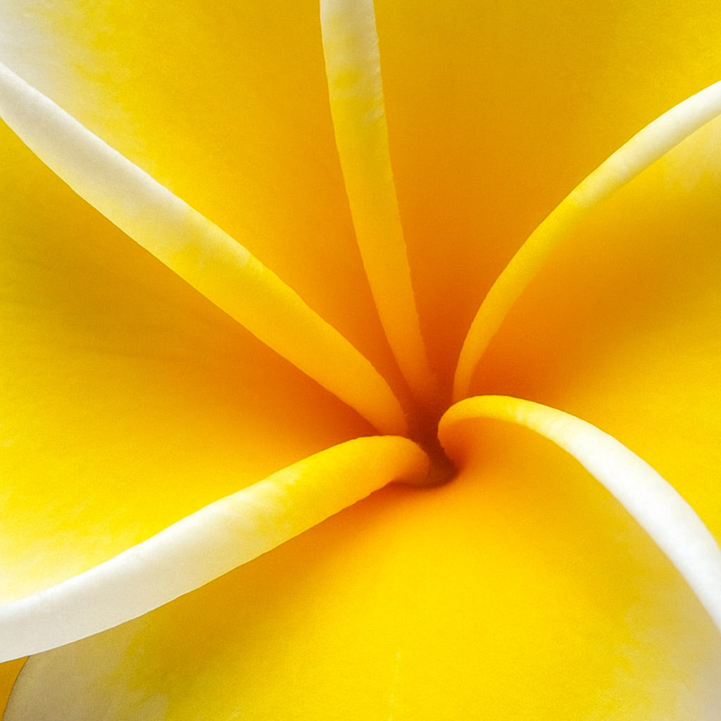 Frangipane Flower | Mini scented candle
