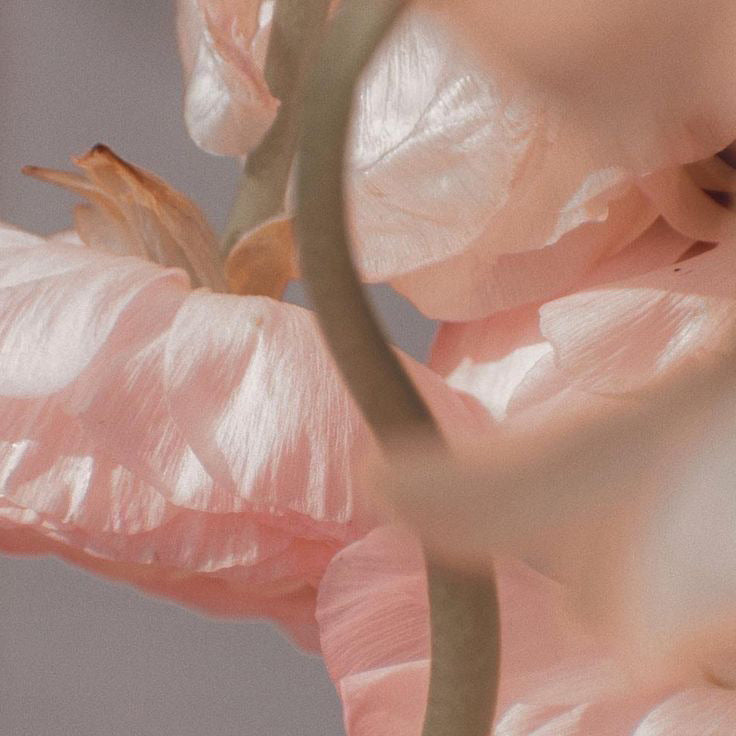 Rose et Pivoine | Mini scented candle